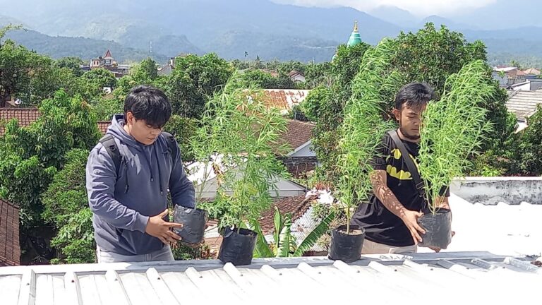 Dua Remaja Lombok Diringkus Polisi Tanam Ganja Di Lantai Dua Rumahnya